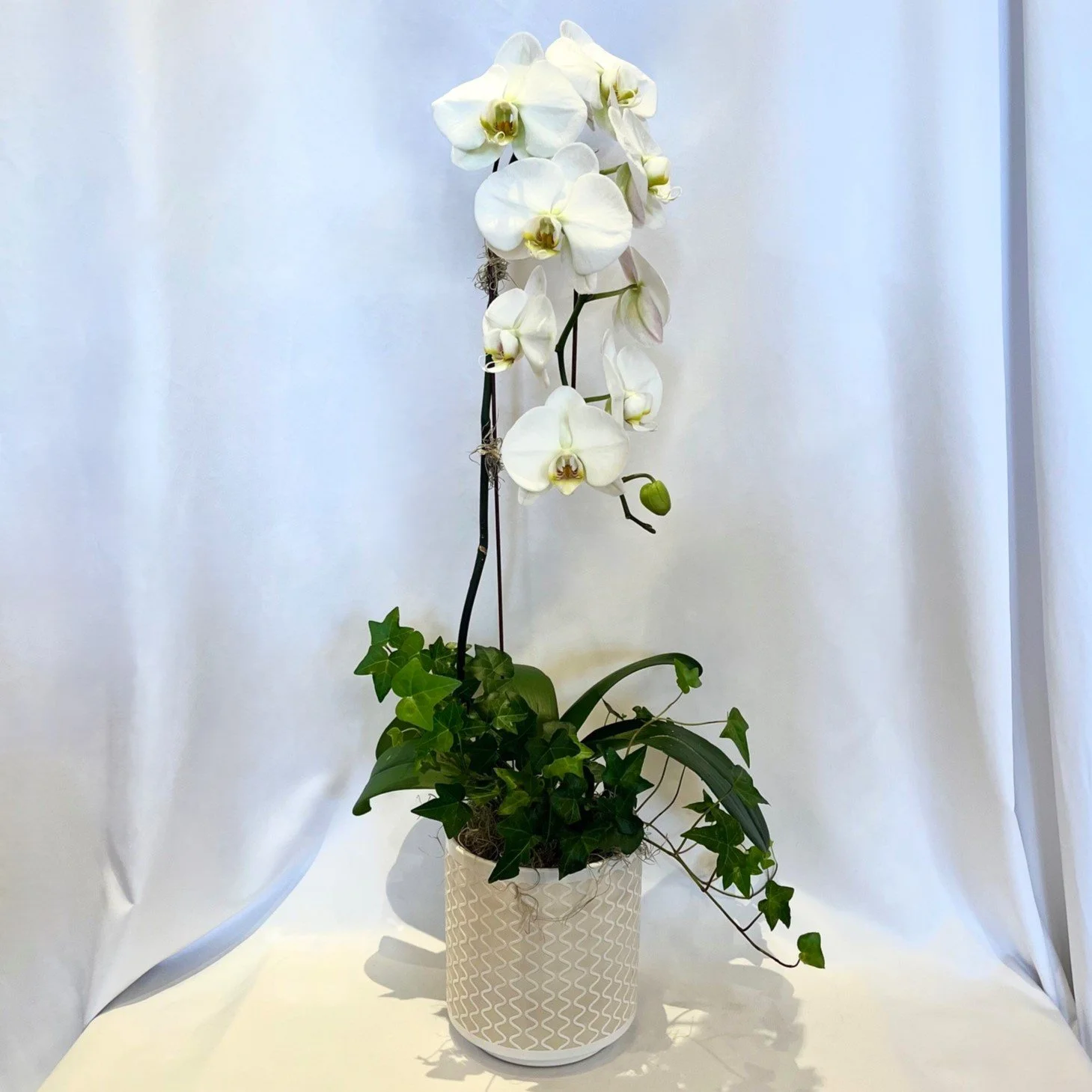White Cascade Orchid