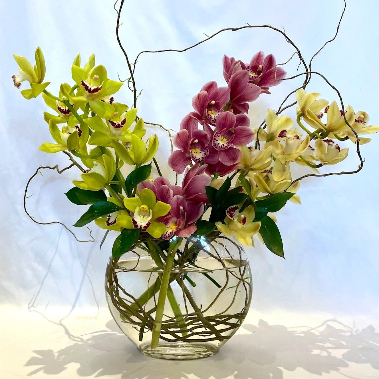 The Cymbidium Special