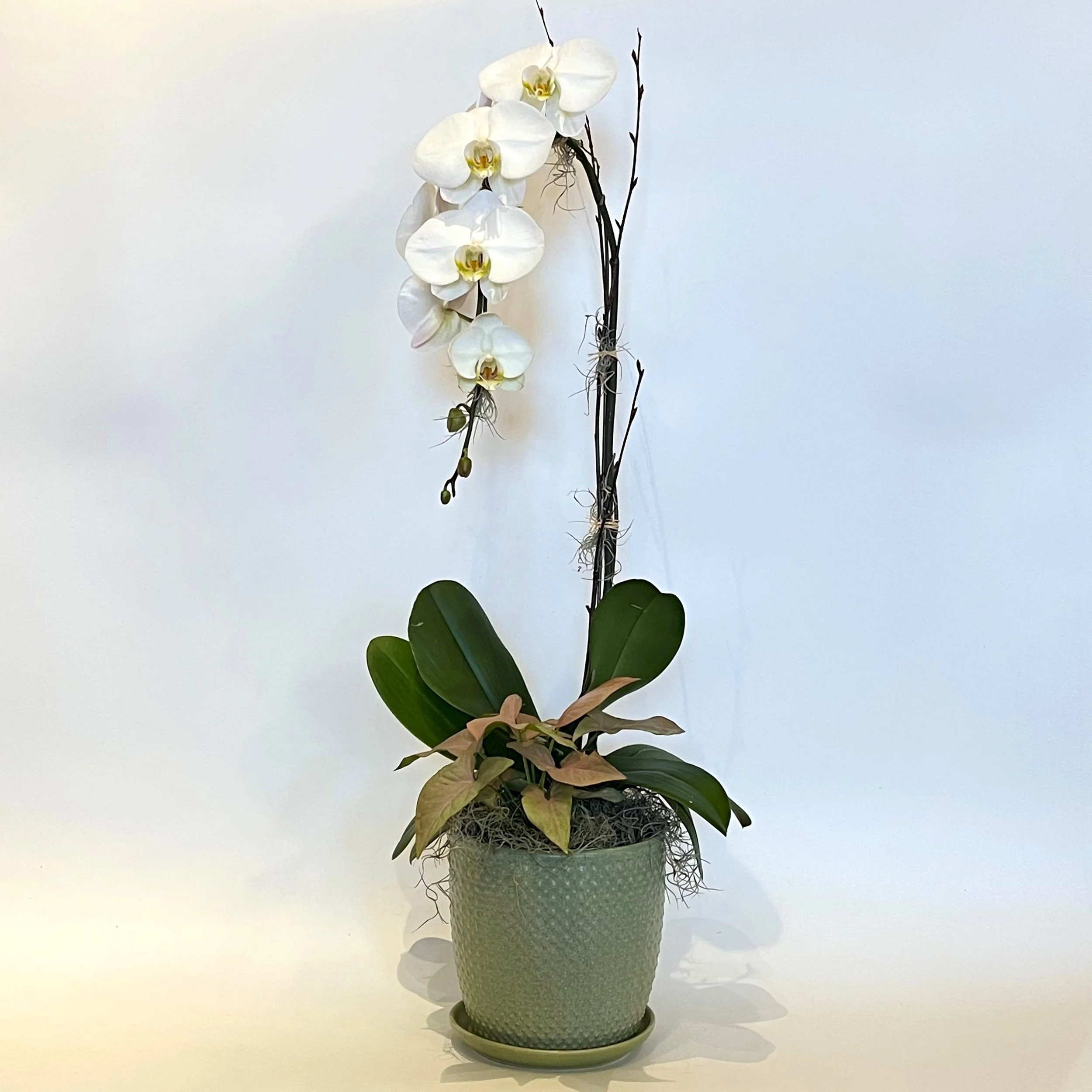 cascade with underplanting.jpg