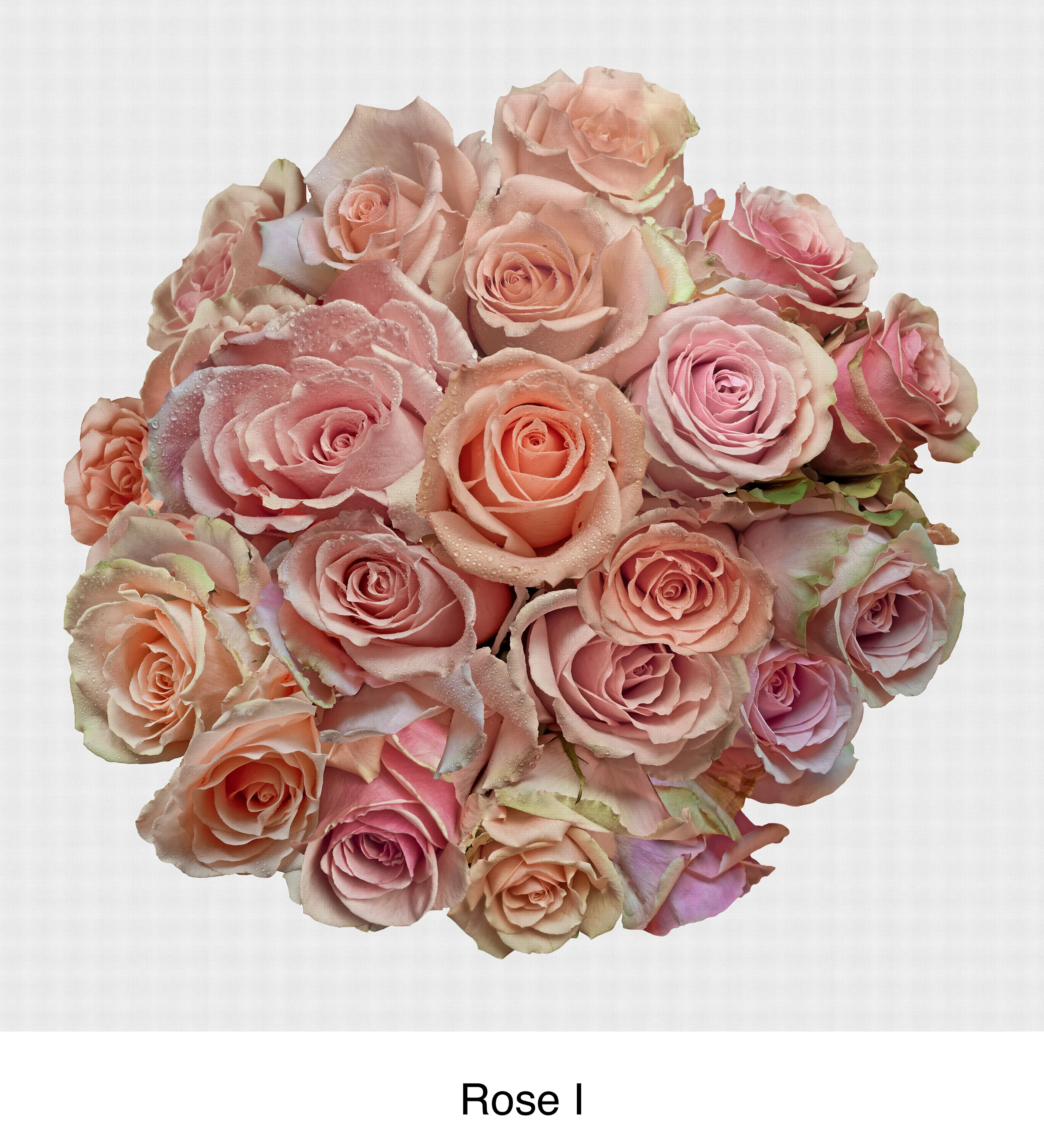 rose I.jpg