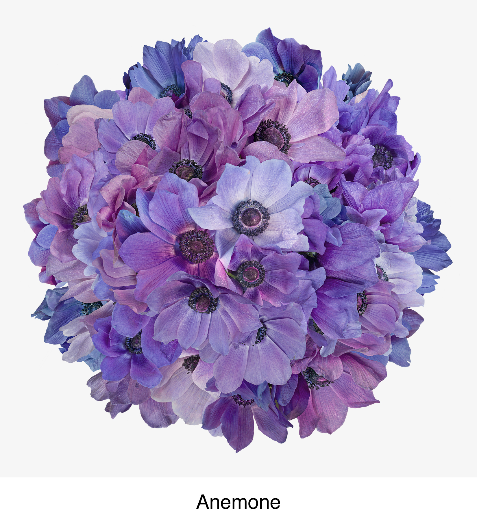 anemone no dots.jpg