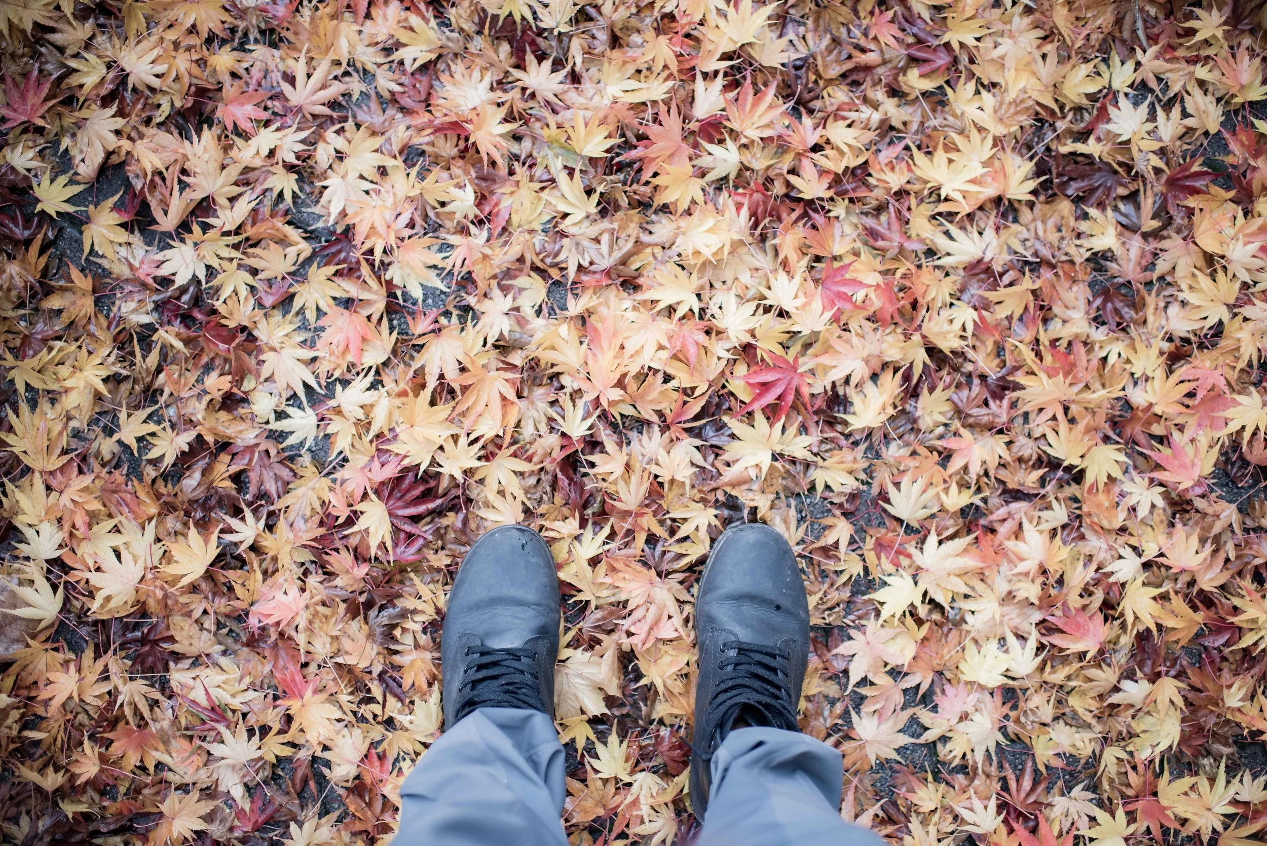 Transition to Fall with Ease and Vitality — Brilliant Medicine
