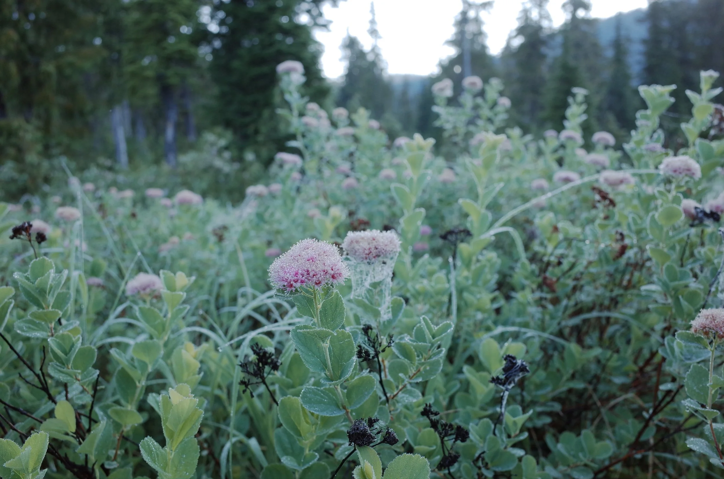 Herbal Artistry & the brilliance of plants