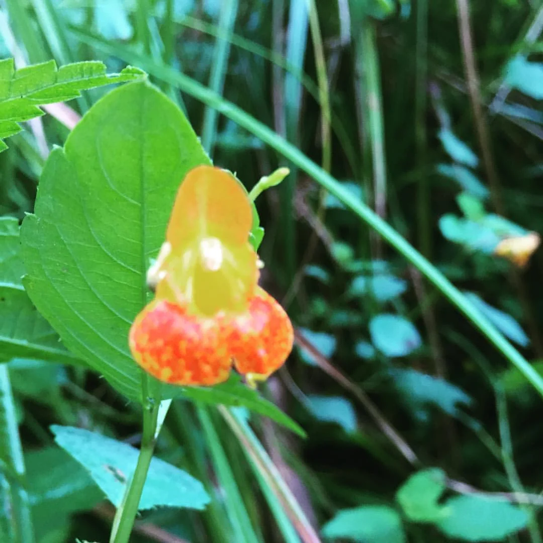 Wild in the marsh