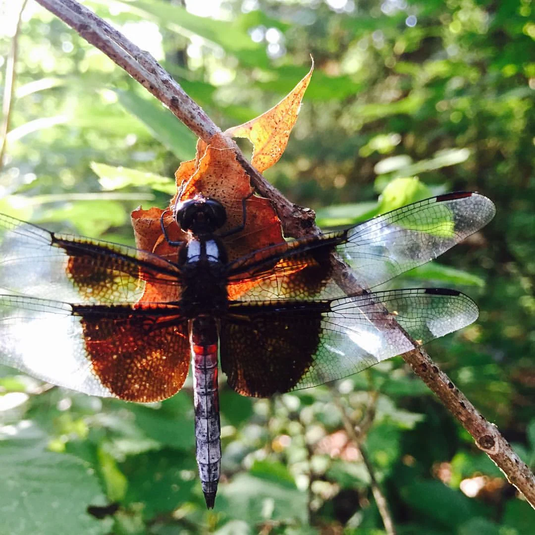 Widow Skimmer