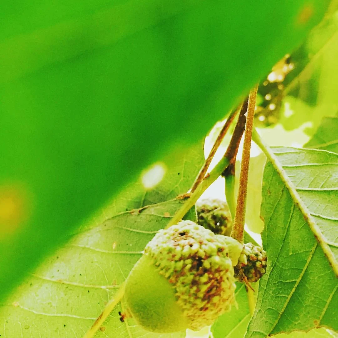 Fruit of the oak