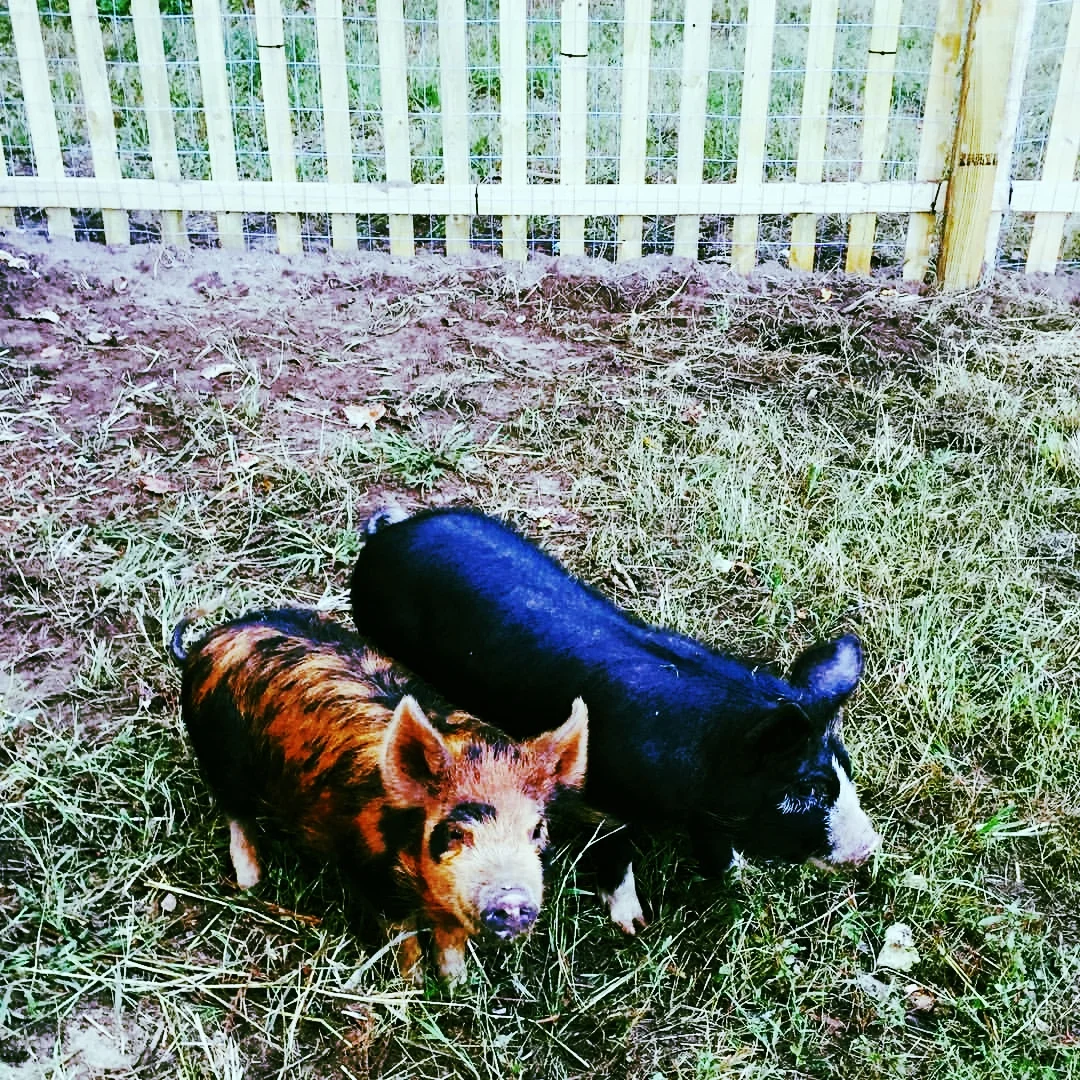 Play Pen