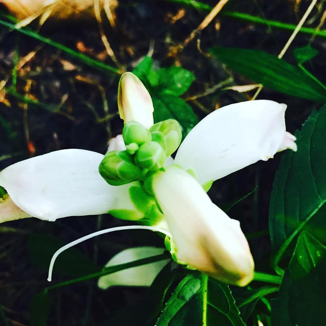 Chelone glabra ( white turtlehead )