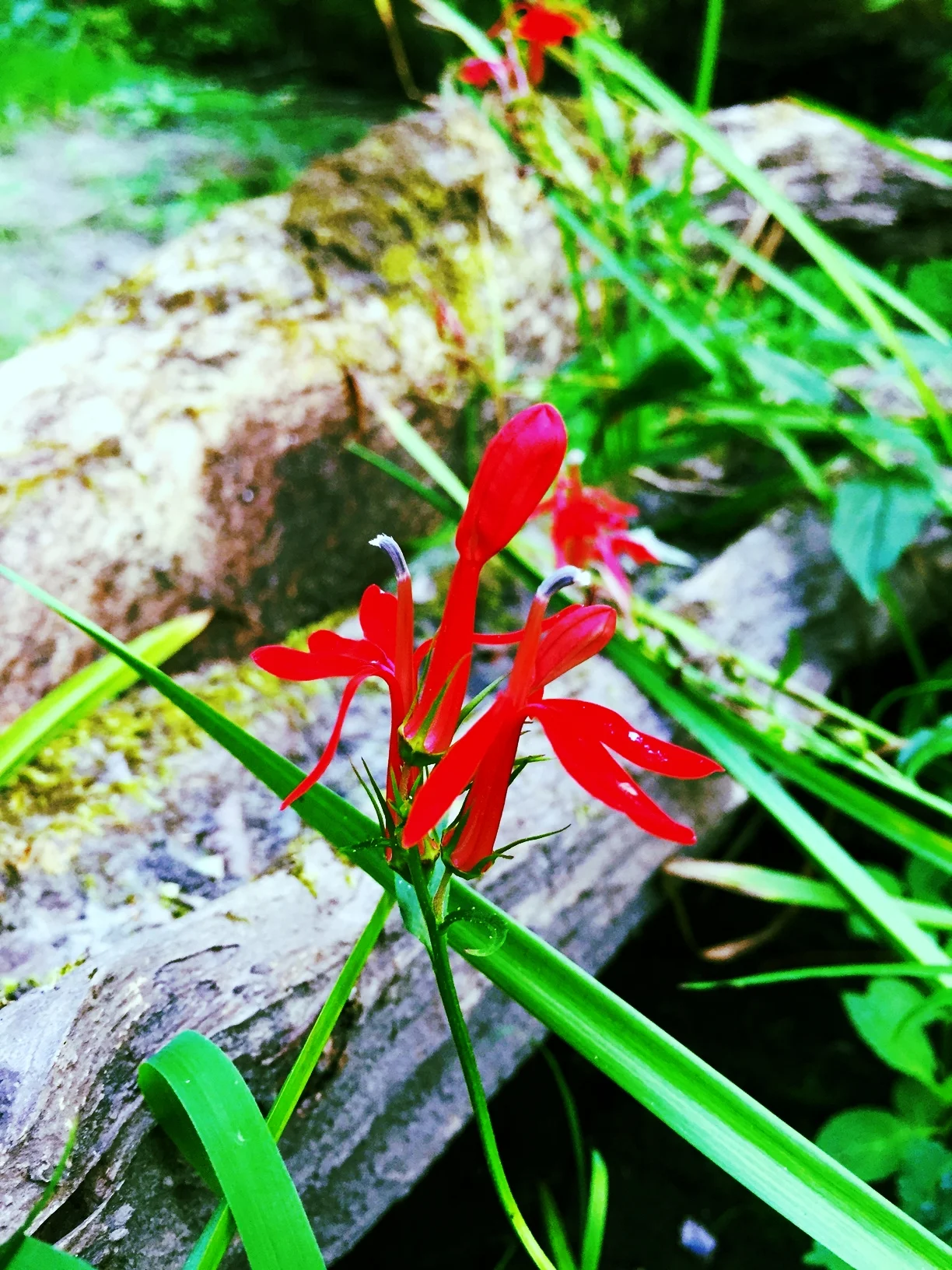 Cardinal Flower in Dry Brook, Charles River Woods