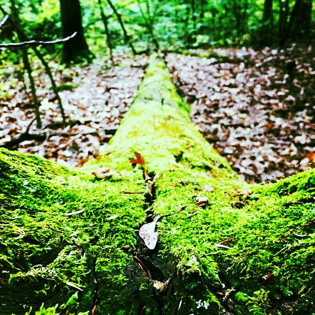 Photostreamofconsciousness