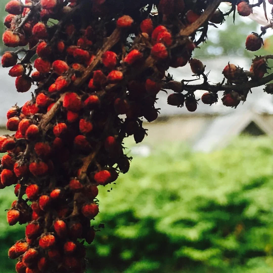 Smooth Sumac, Old State Mental Hospital Grounds