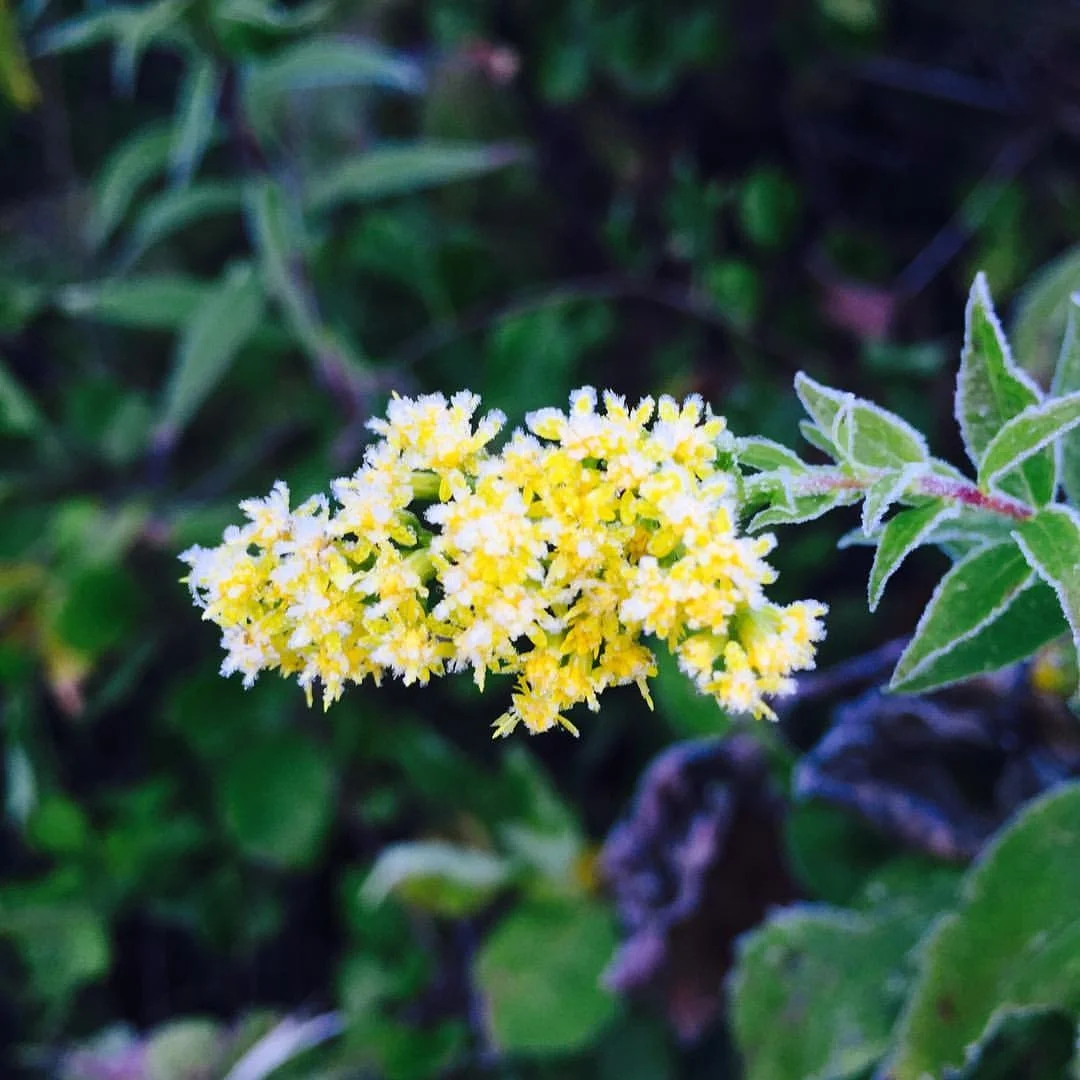 Frost on Showy Goldenrod