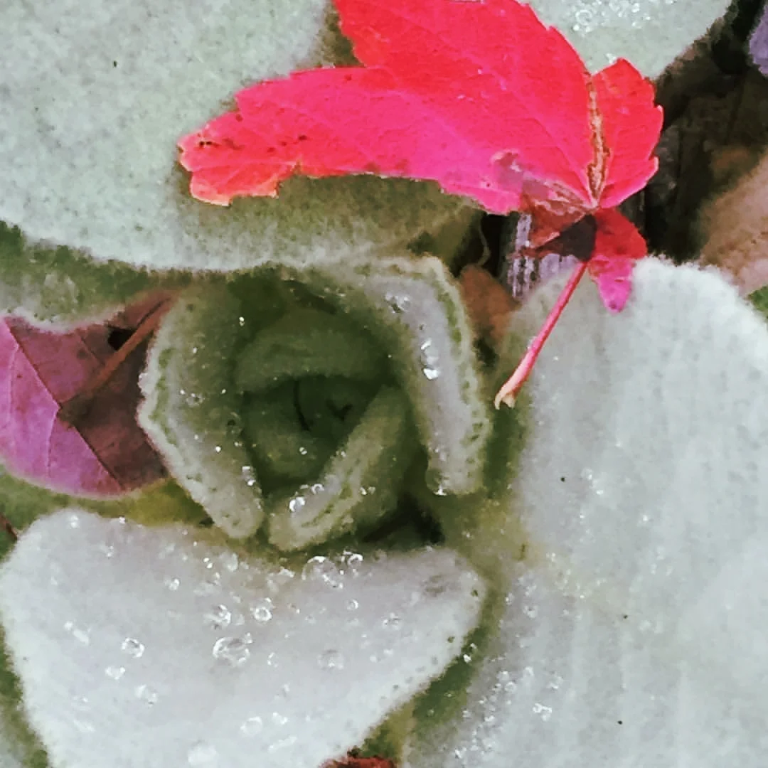 Mullein, Morning in Autumn