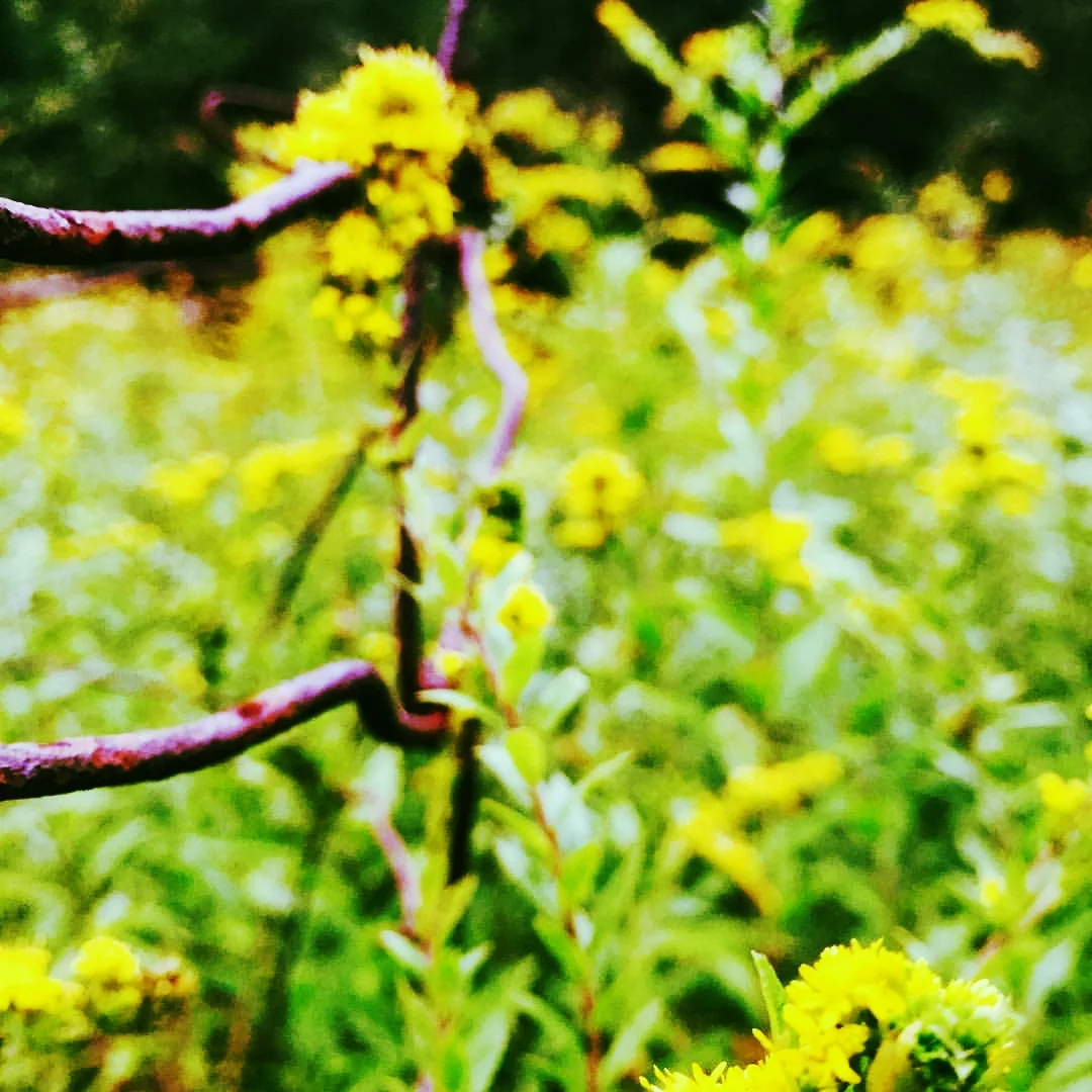 Goldenrod and Barbed Wire in Meadow