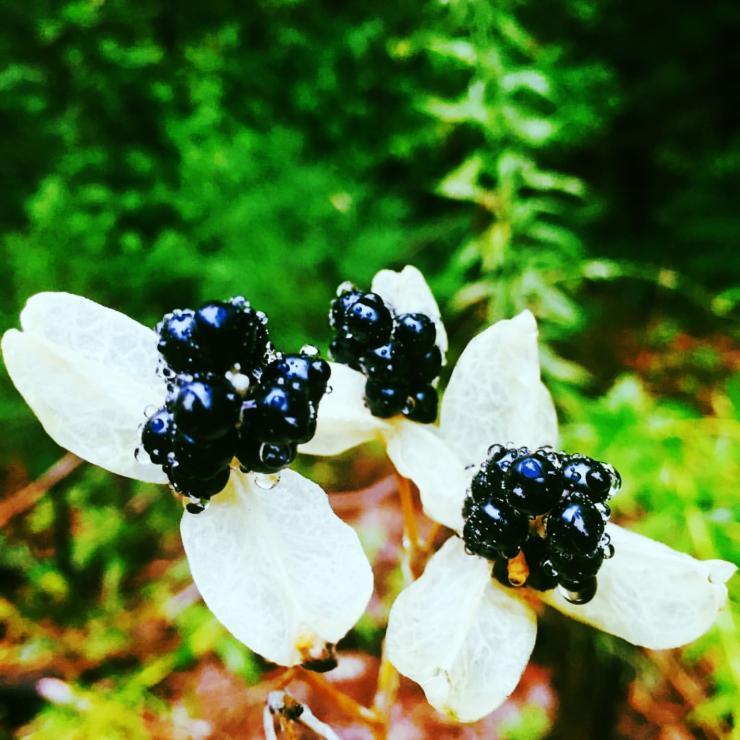 Blackberry Lily, First Day of October