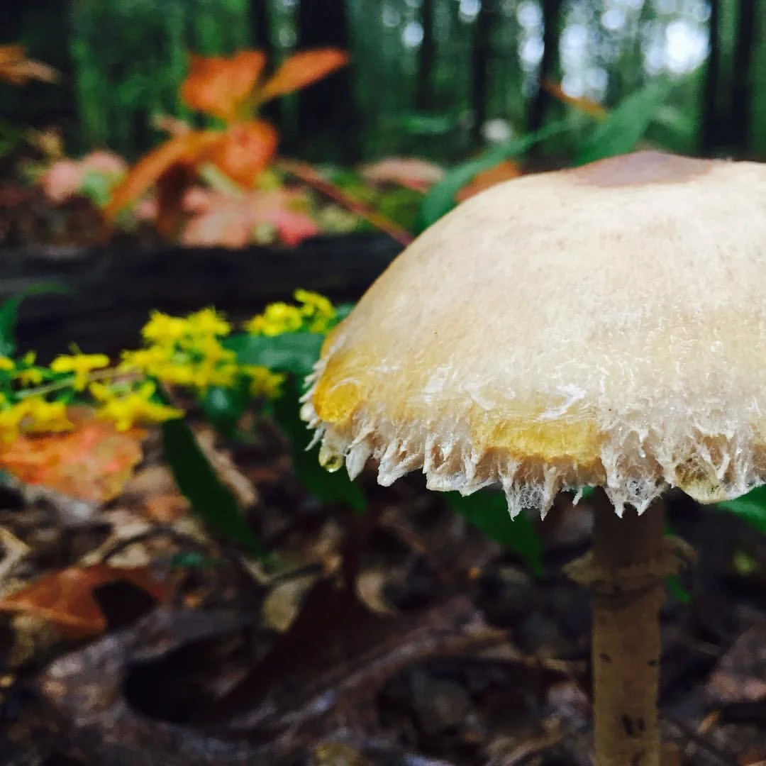 Mushroom and goldenrod