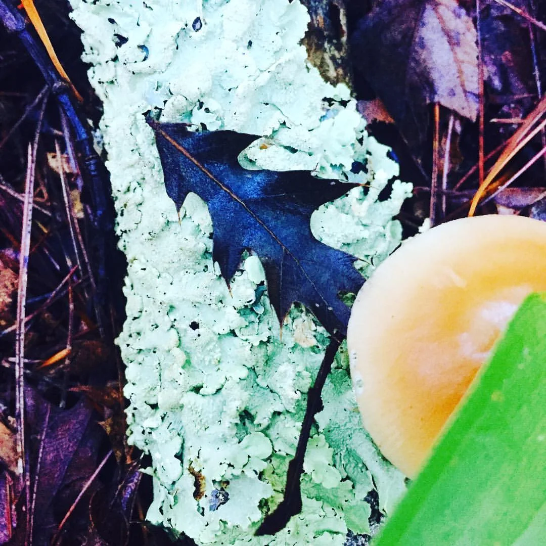 Forest Floor: Still Life With Magic