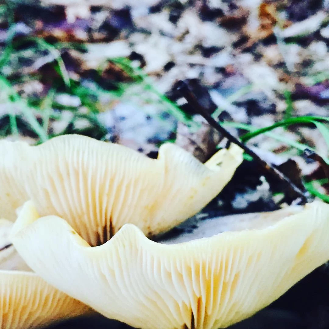 Oyster Mushroom