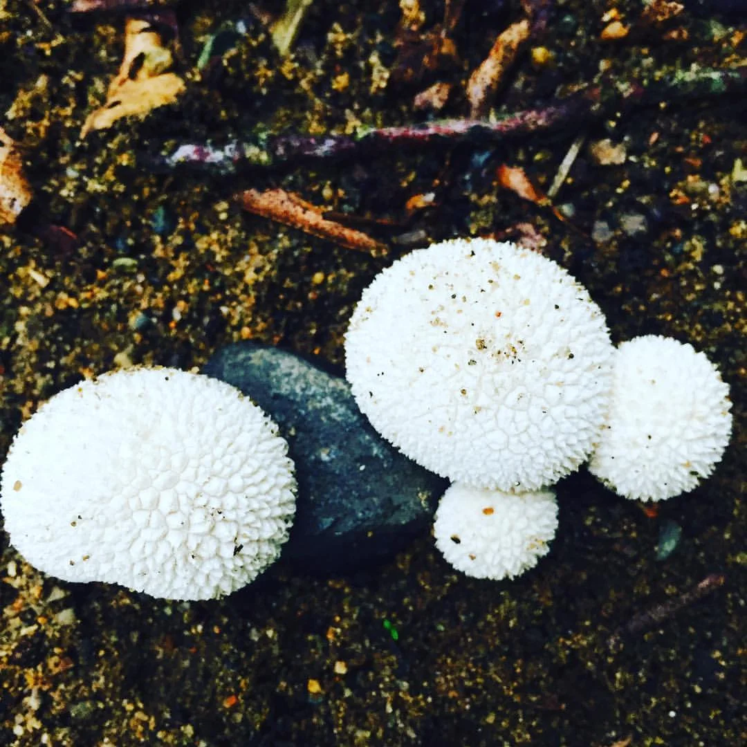 Spiny Puffball Mushroom