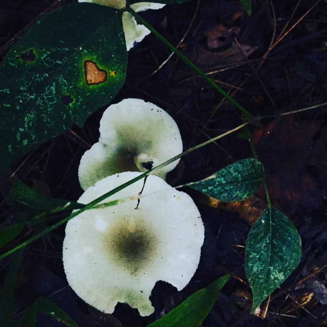 Unidentified