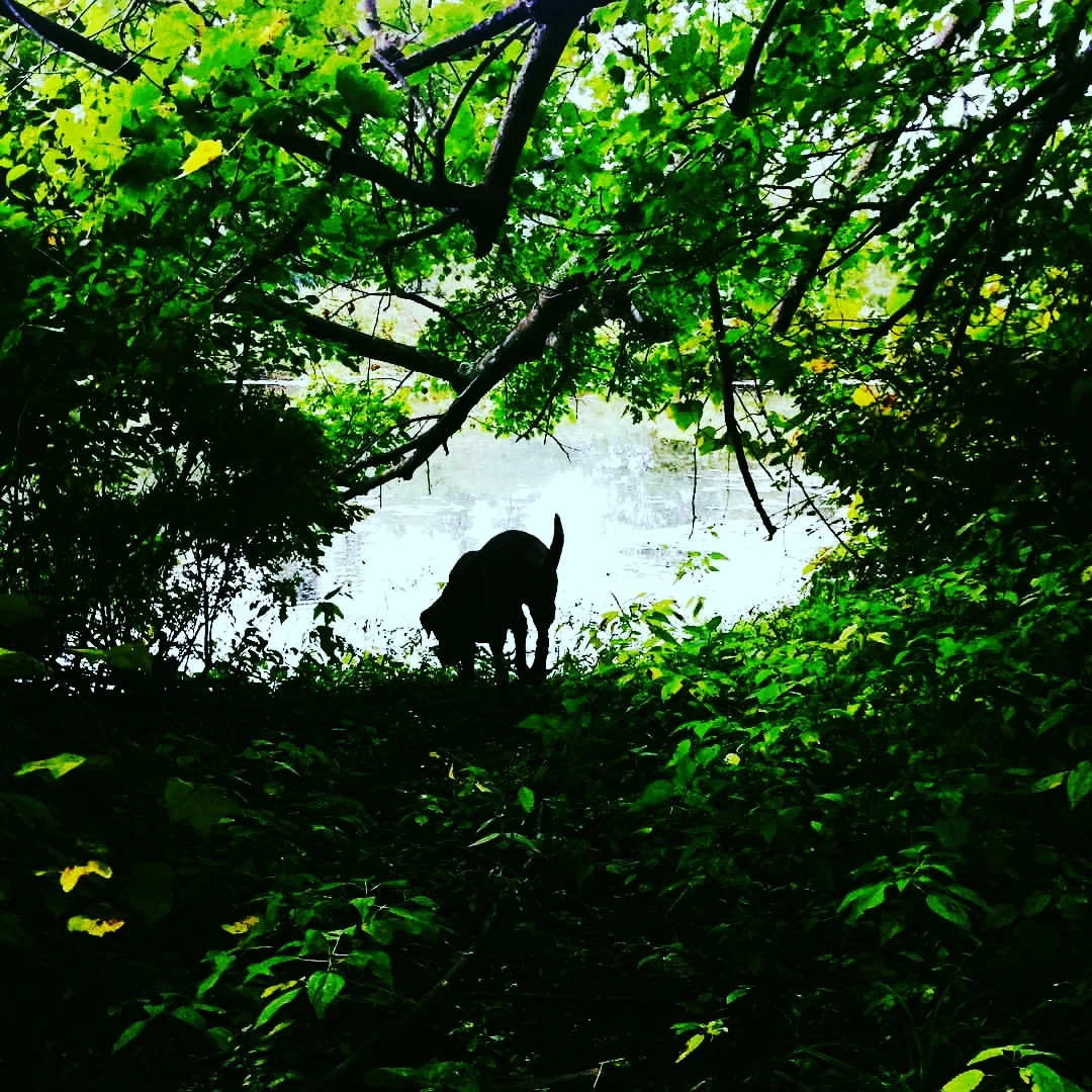 Charlie's Morning on the Charles