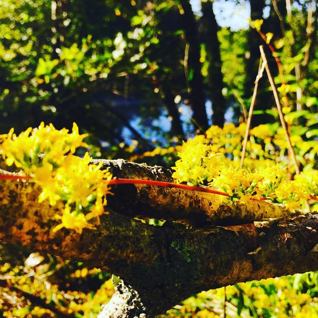 Goldenrod on the Charles in Sunshine