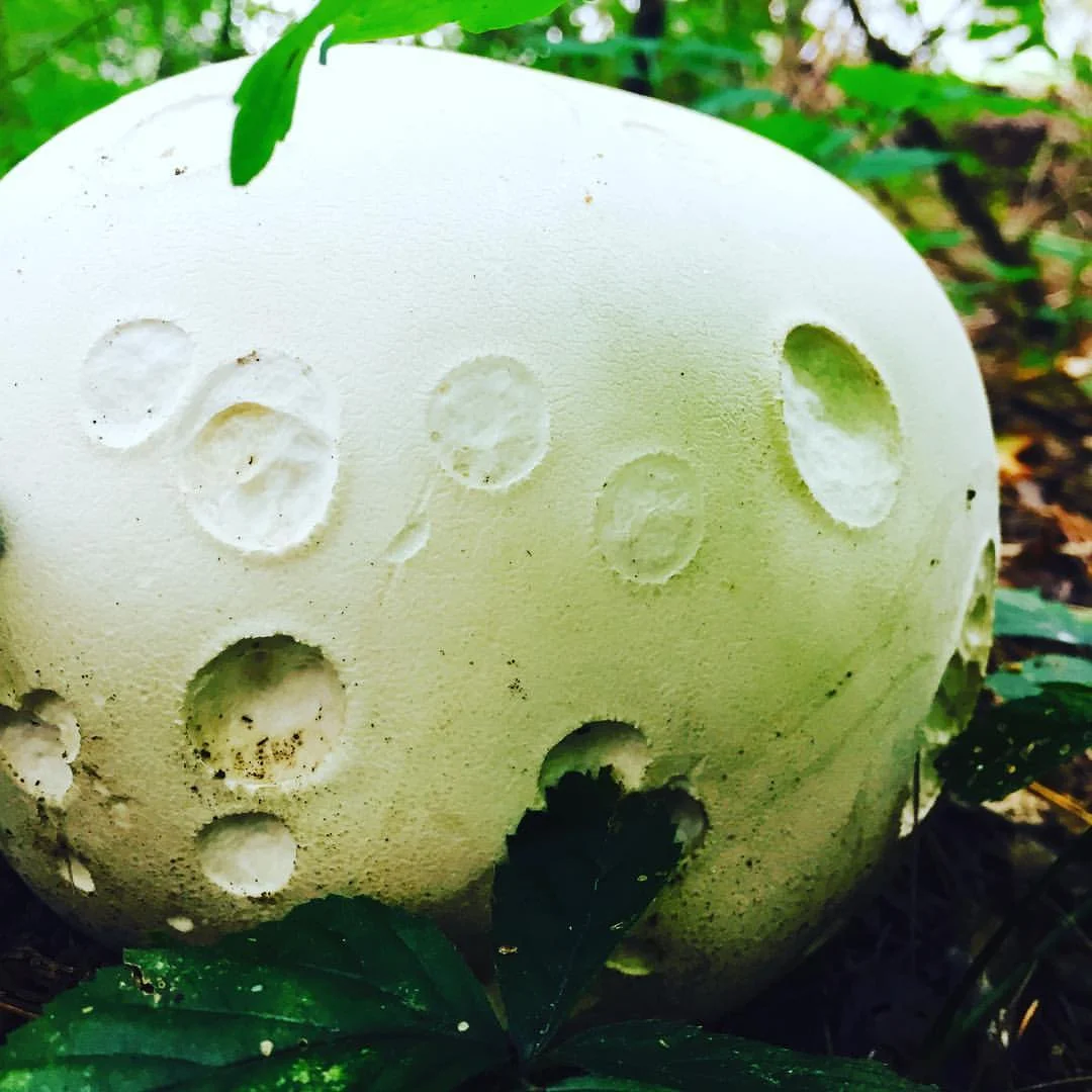 Giant Puffball