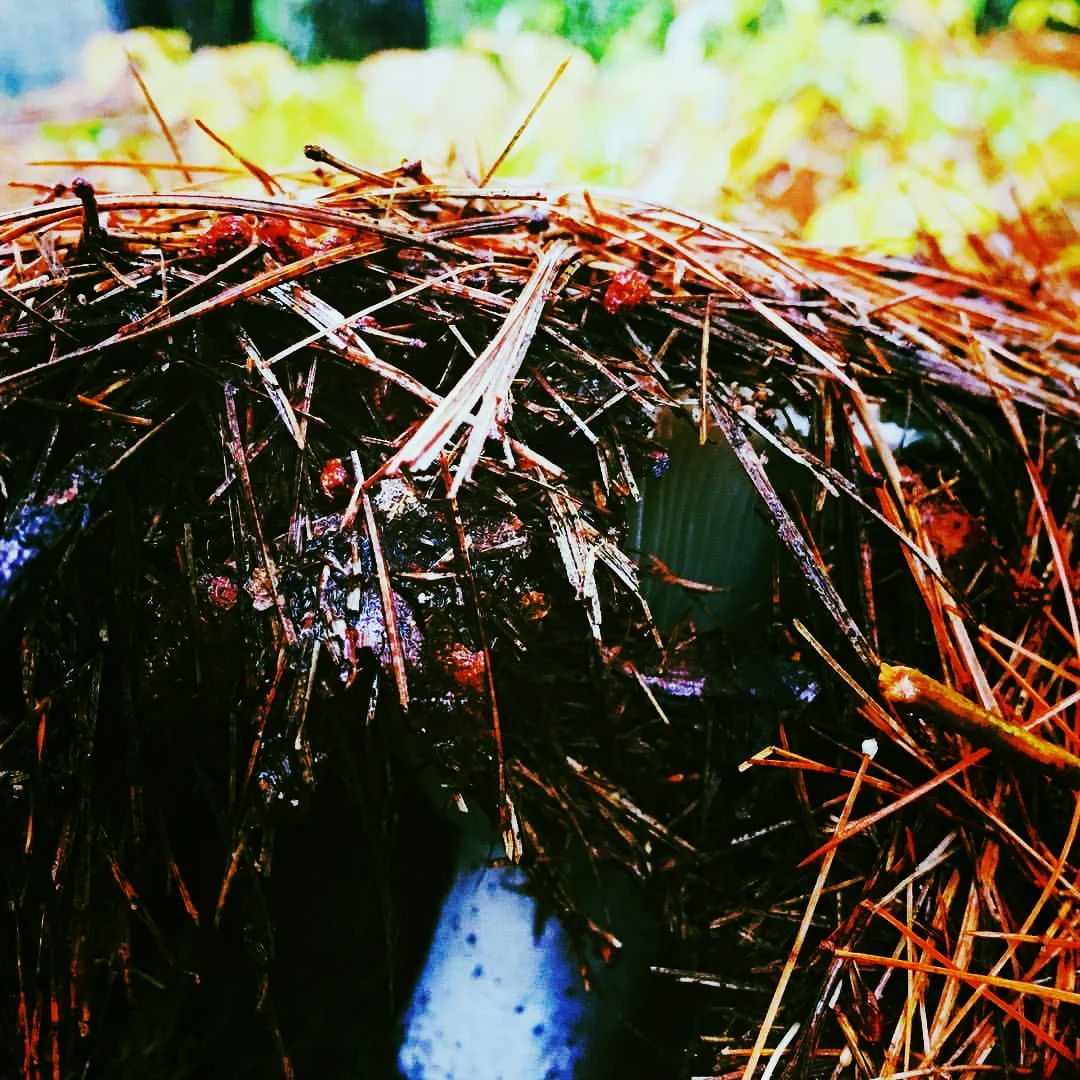Tented Mushroom