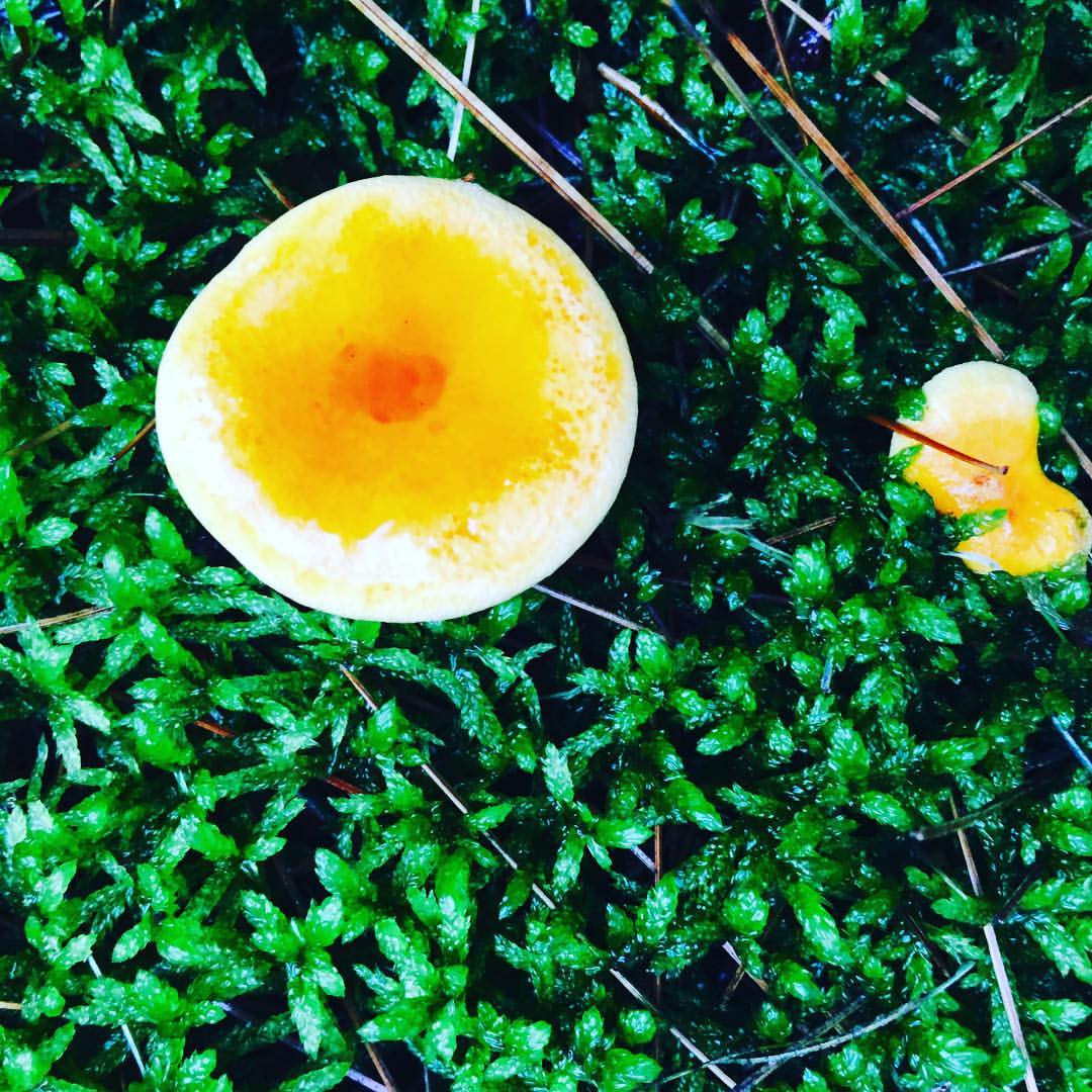 Mushroom in moss