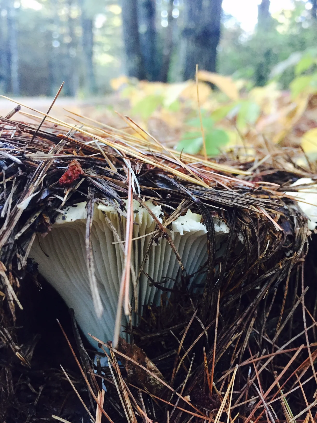 Poem in Process - Mushroom Tent, Day 3