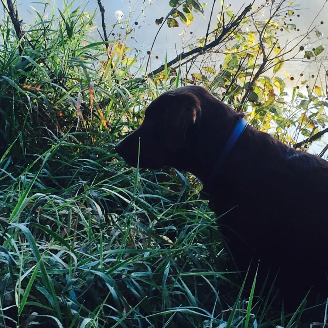 Charleston at the Misty River Charles