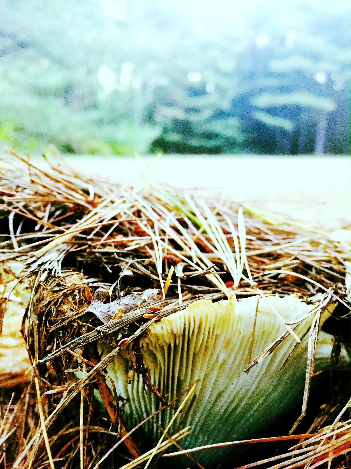 Tented Mushroom, Clitocybe Gibba