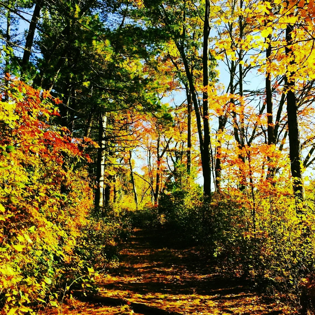 Into the Autumn Woods 
