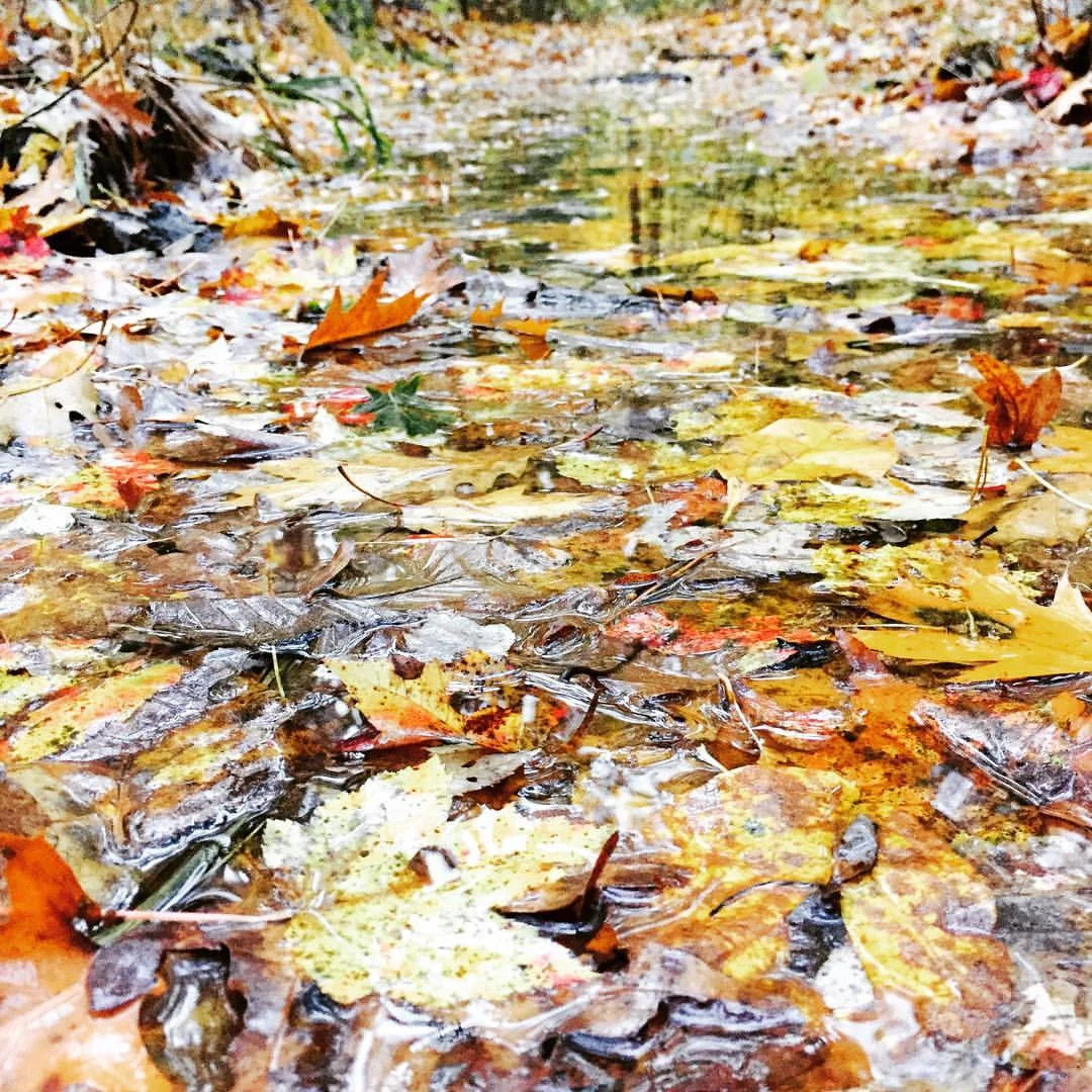 Leaf puddled path