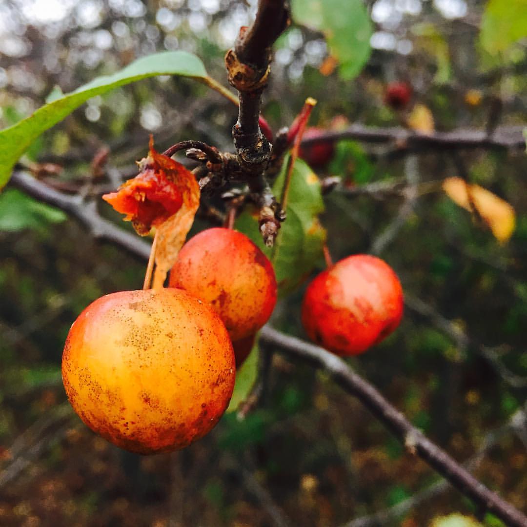 Crab apples clinging to the tree, October