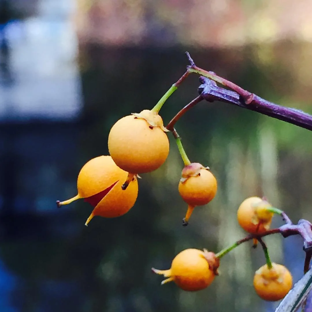 Bittersweet on the River's Edge - Such riveting, eye-catching colors in autumn