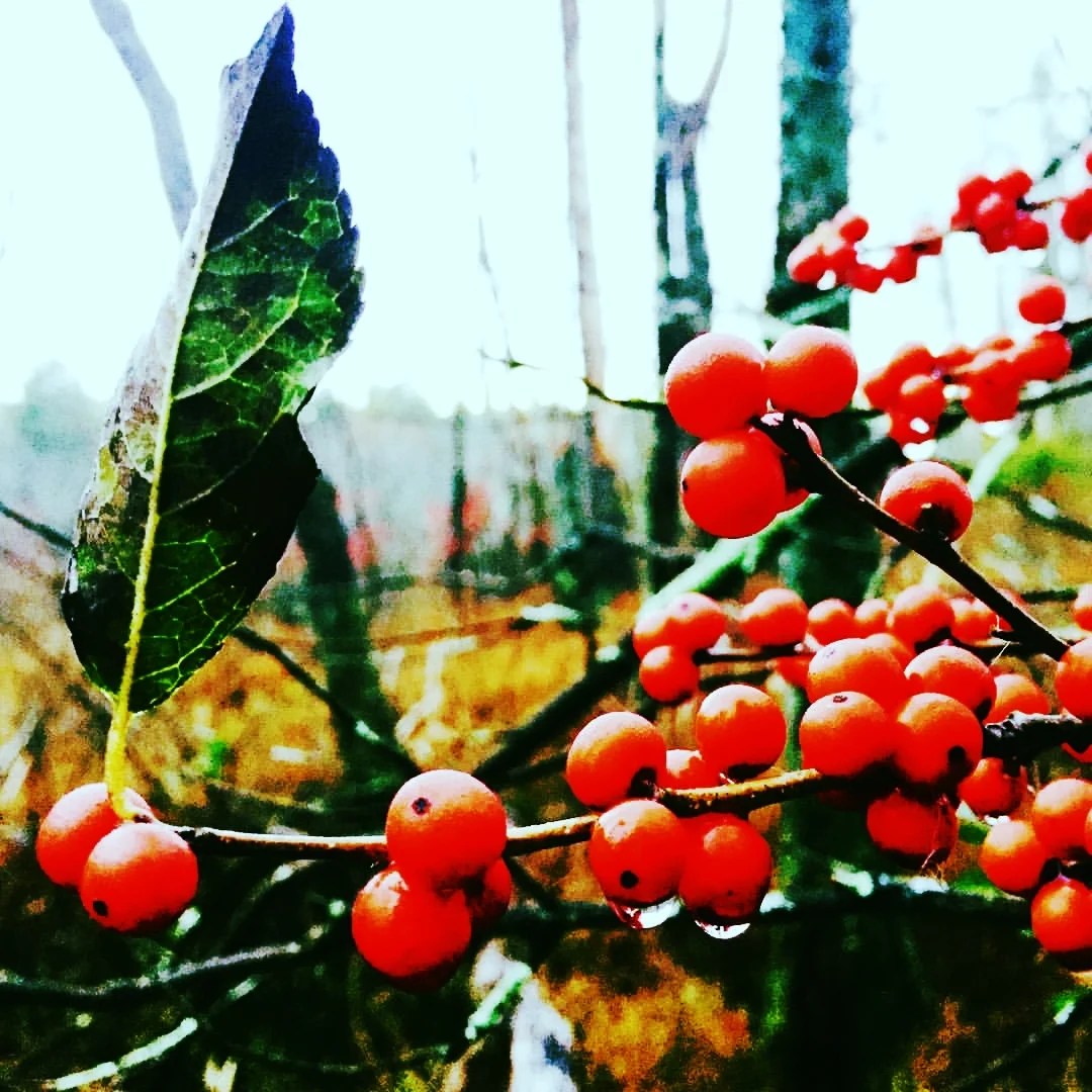 Winter Berries in the Swamp