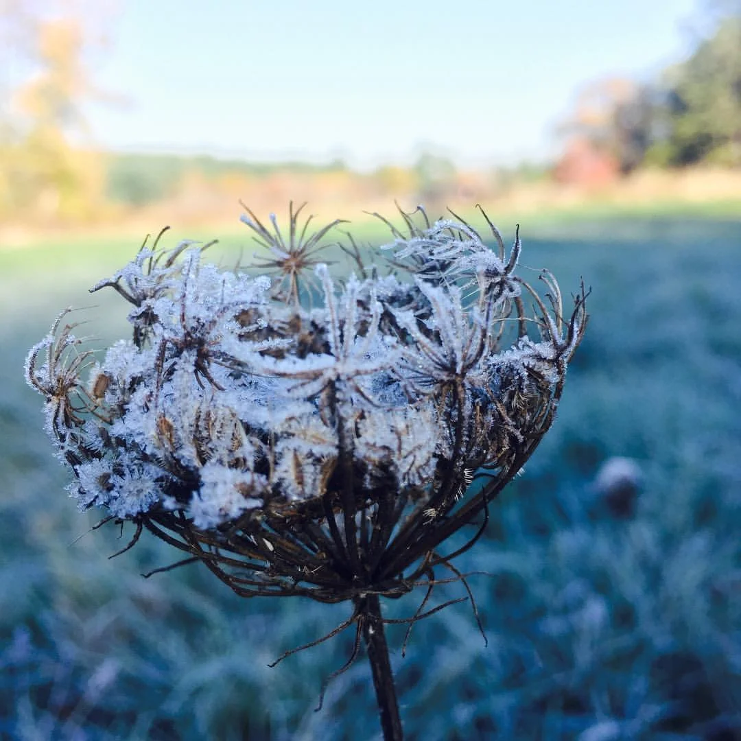 First morning of November, frost on Queen Anne's Lace in the meadow