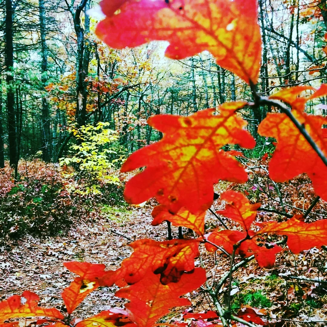 November Woods 