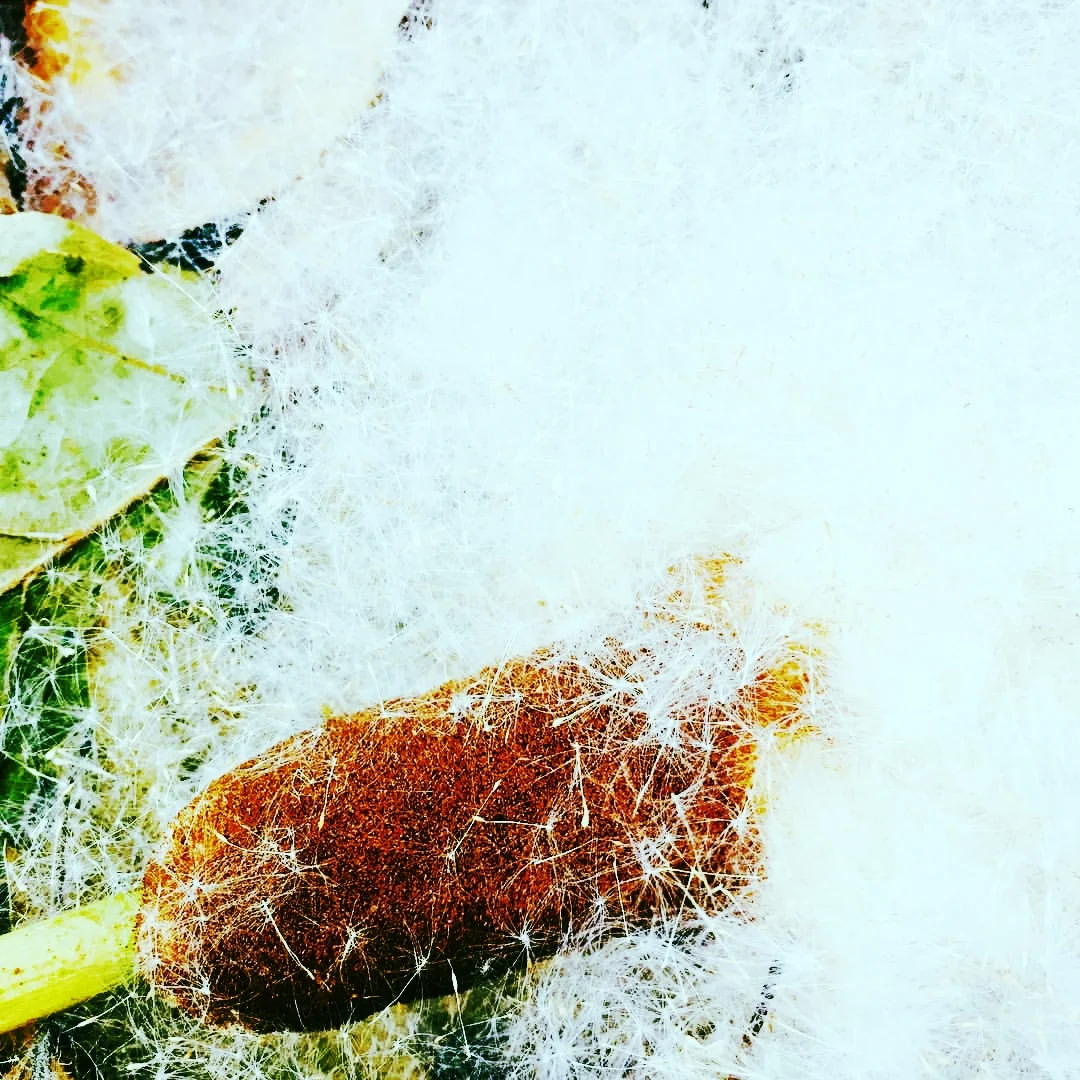 Fallen Cattail