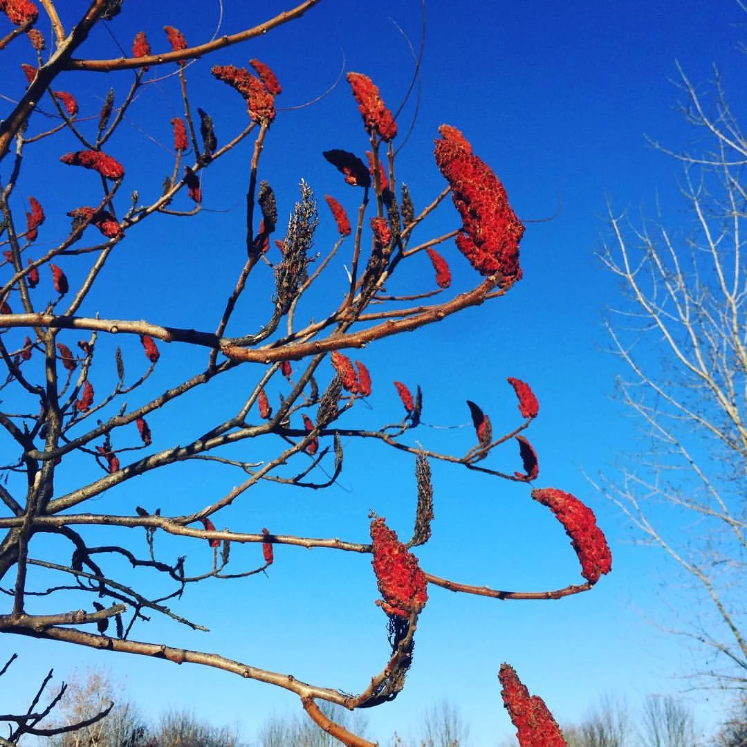 Red Sumac on Blue November Sky