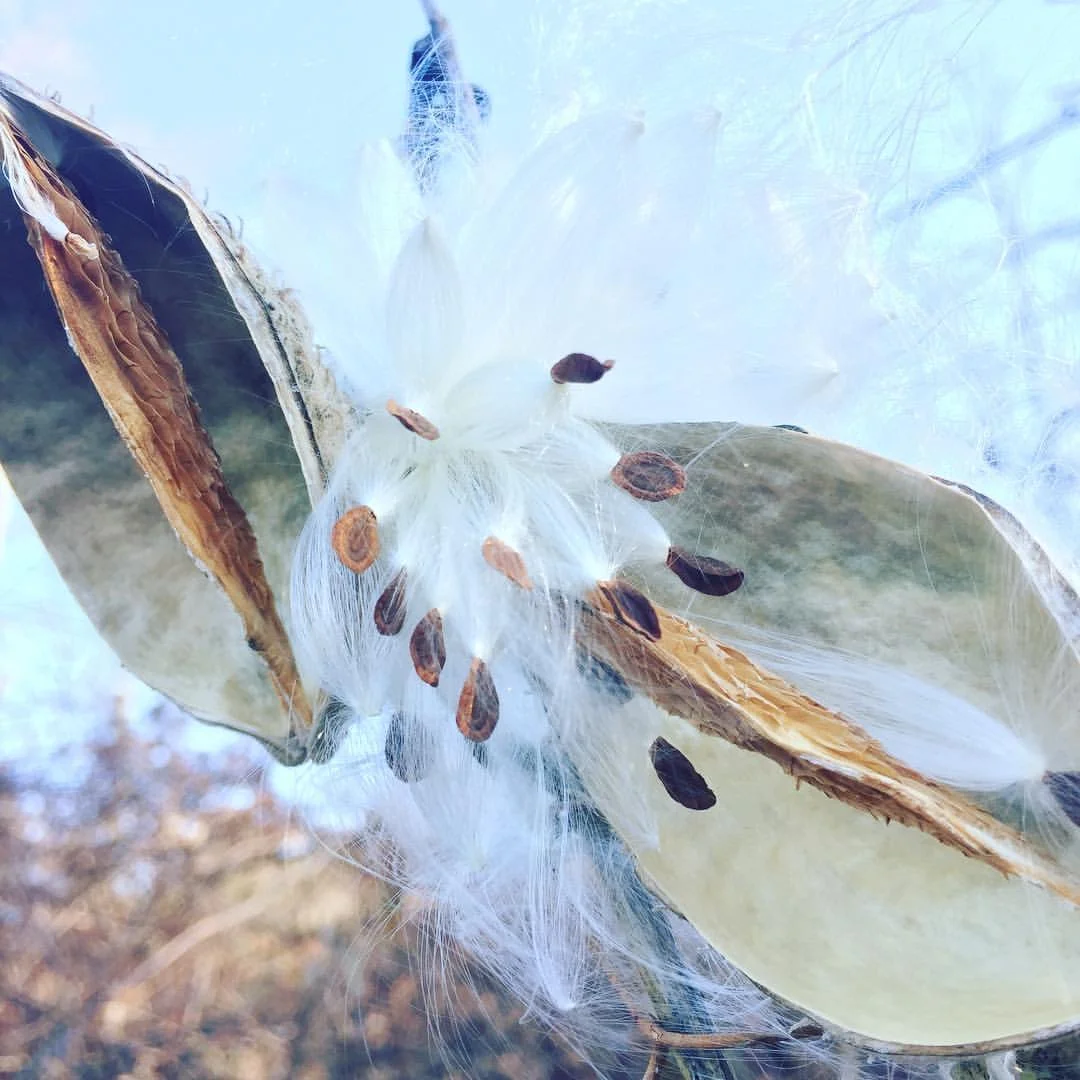 Milkweed