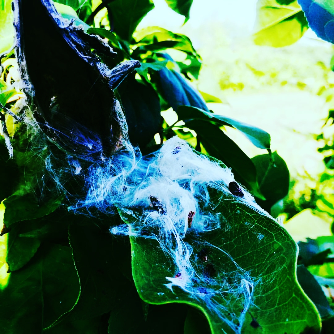 COMMON Milkweed spilling seeds sept. 16.jpg