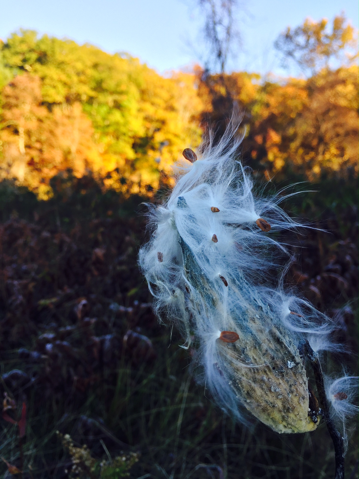 milkweed.jpg