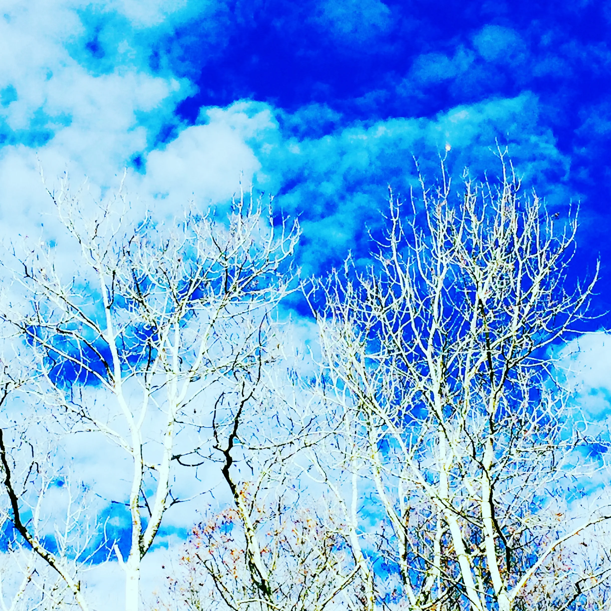 Tree Tops