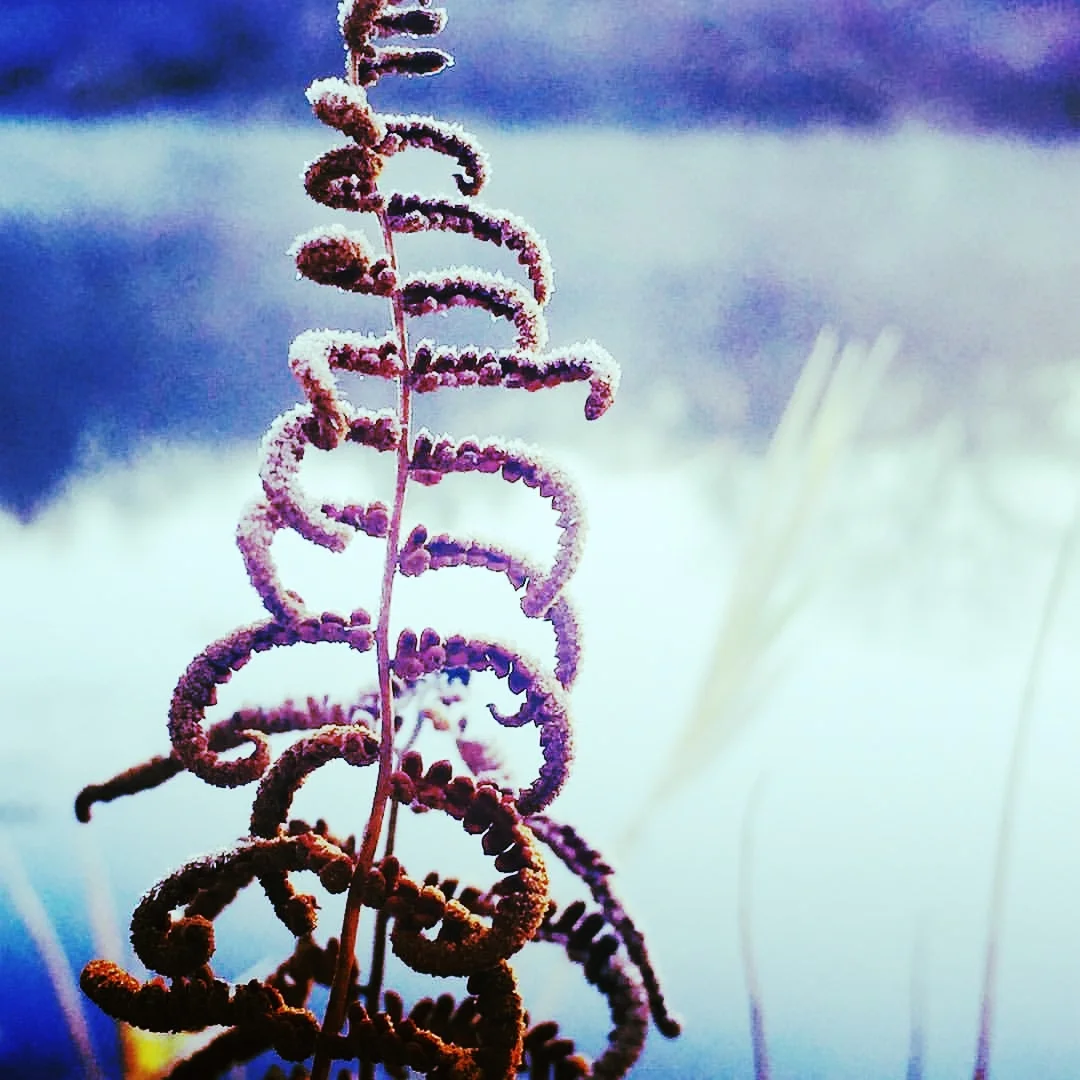Frosted Fern, November