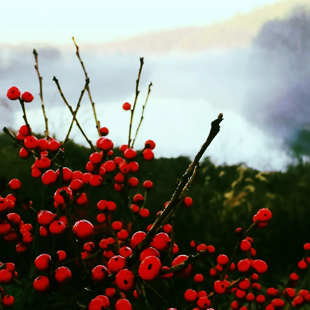Winterberry on the Charles