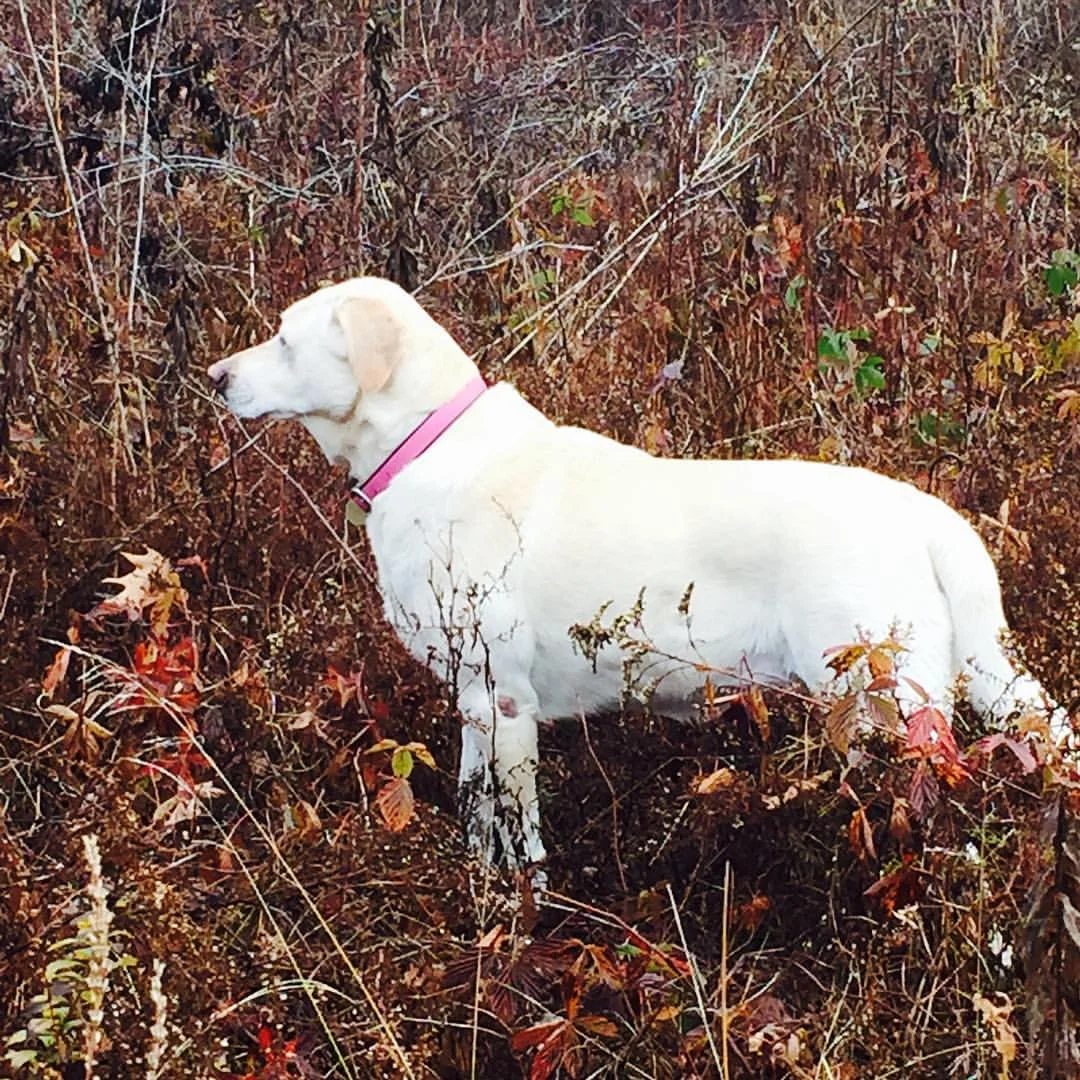 Suzi in November