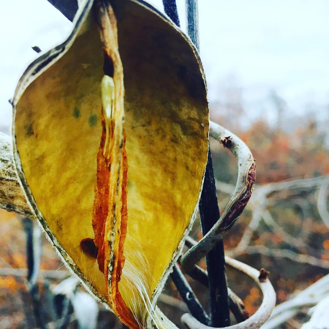 Milkweed Husk Holding Onto One Seed