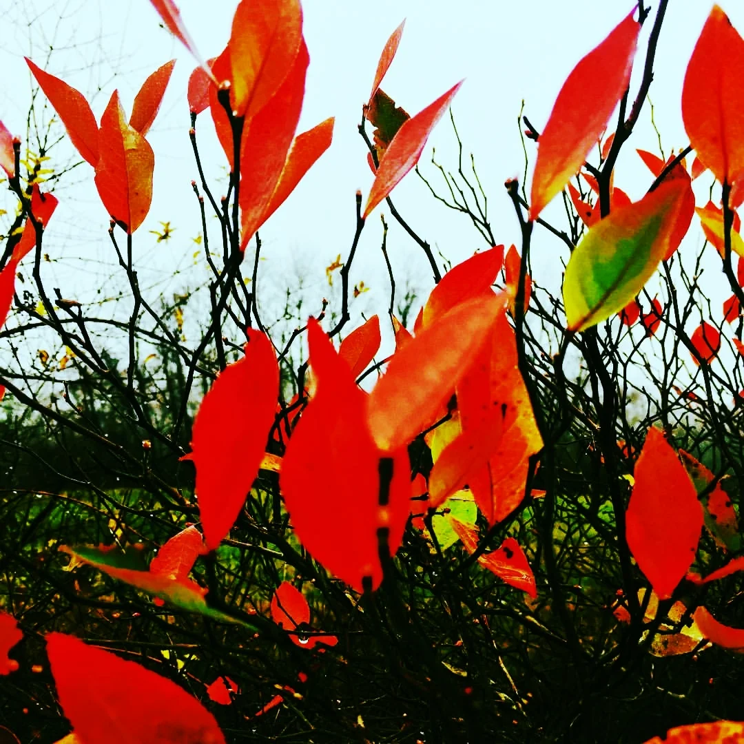 Late November, Flames
